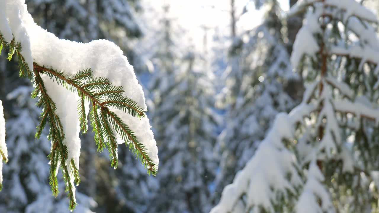 Vinter skovlandskab med nærbillede af en sneklædt grangren.