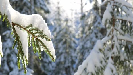 winter forest scenery with close up shot of snowy spruce branch