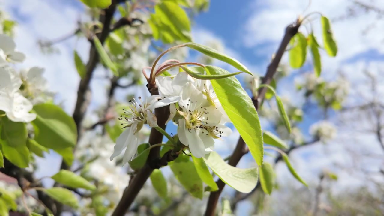Hvide blomster, der blomstrer på trægrene under skarpt sollys om foråret.
