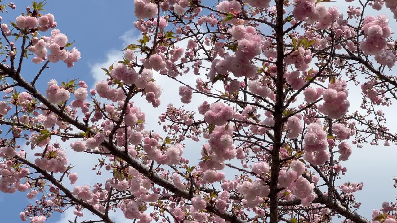 Beautiful fully blooming pink sakura against blue cloudy sky, close up shot