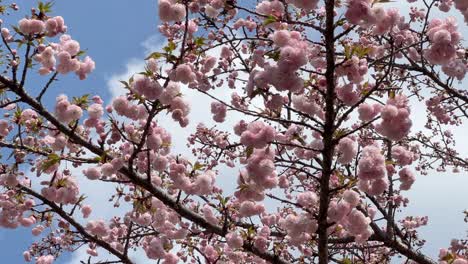 beautiful fully blooming pink sakura against blue cloudy sky, close up shot