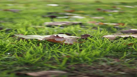 autumn leaves on grass