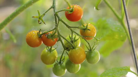 garden cherry tomatoes in rain