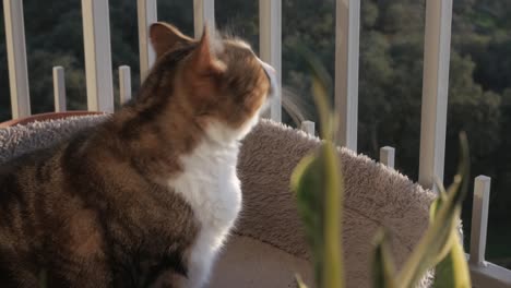 attentive domestic cat on balcony