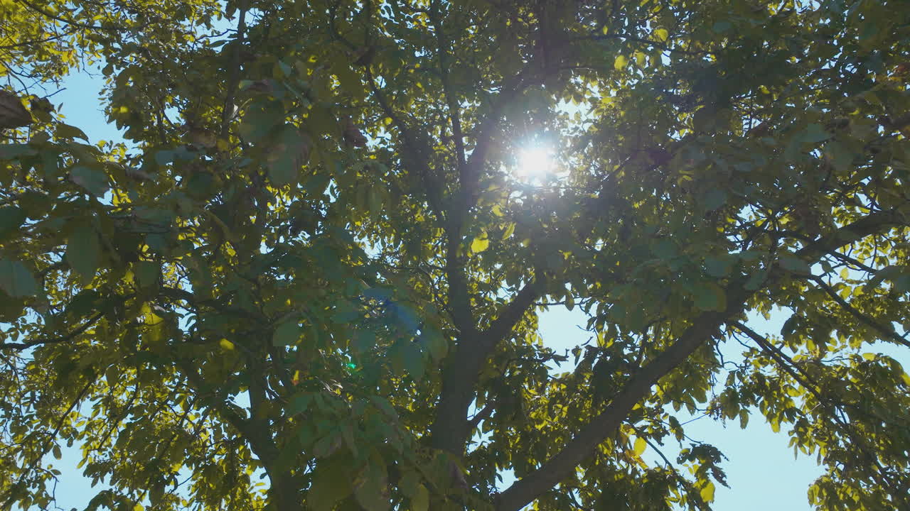 árboles con luz solar