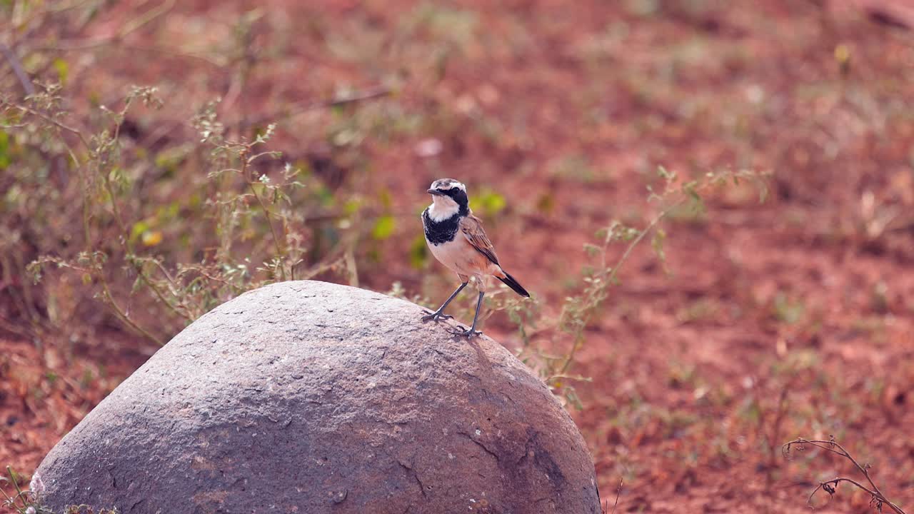 Slender Capped Wheatear bird stands on rock against red bokeh back