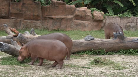 Pequeño-Grupo-De-Hipopótamos-Comiendo-Pasto-En-El-Suelo-Cerca-Del-Estanque-En-Un-Zoológico