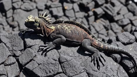 Galapagos Marine Iguana on Volcanic Rock