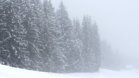 stunning winter landscape during snowfall. static, slomo