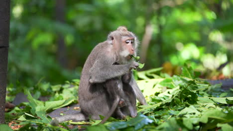 mono madre comiendo en la jungla mientras mira mono bebé