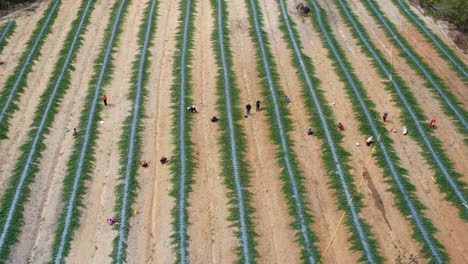 agricultores que trabajan en la granja agrícola durante la temporada de cosecha