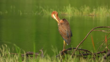 great-brown--heron-brown-in-pond