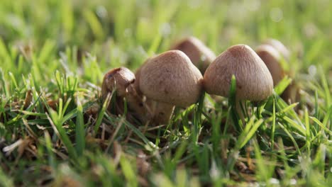 hongos creciendo en la hierba 4k 4k