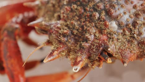 close-up of a crab
