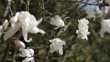 beautiful magnolia blossoms in spring