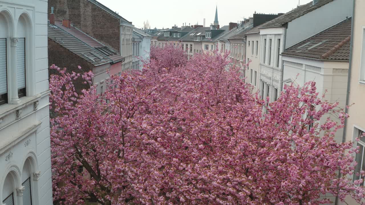 드론 - heerstraße heerstreet breitestraße bonn 25p의 kirschbluete 벚꽃의 공중 드론 샷