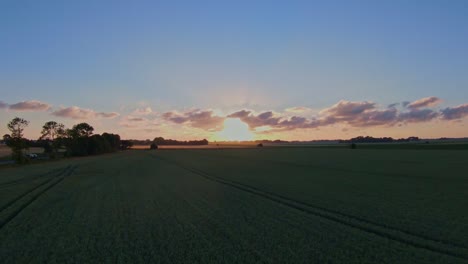 drone flight over a wheat field in the evening at a beautiful sunset with a country road on the side