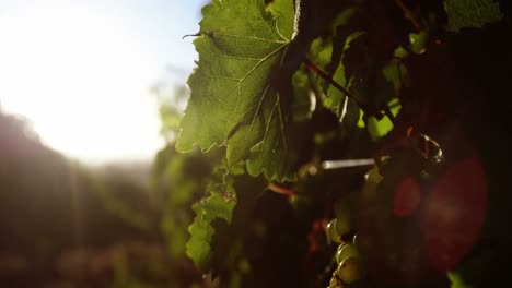 close-up of ripe grapes in vineyard