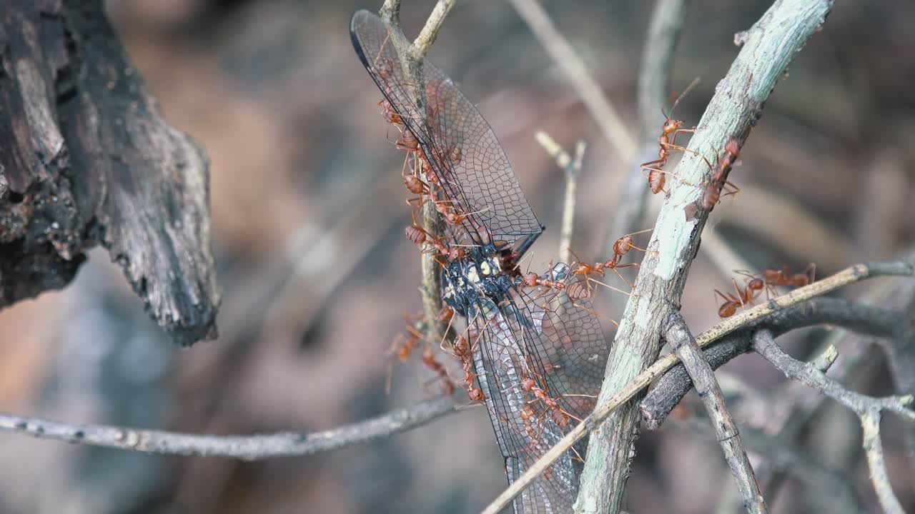 timelapse de hormigas rojas que llevan una libélula muerta