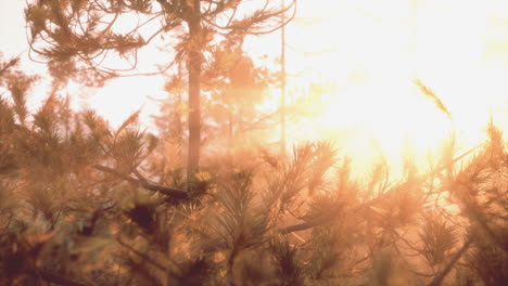 sunrise in a misty pine forest