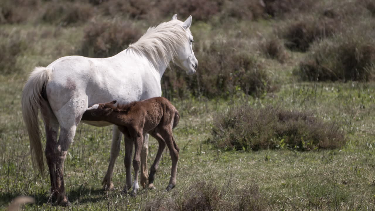 carmargue caballos 4k 03