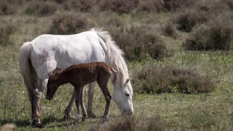 Caballos-Carmargue-4K-03