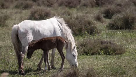 carmargue caballos 4k 03