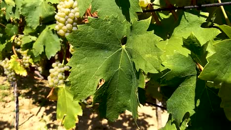 white grapes growing on wires in old school family vineyard on an early autumn sunny day, revealing shot