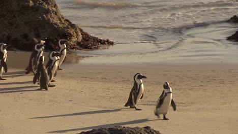 penguins on the beach at sunrise