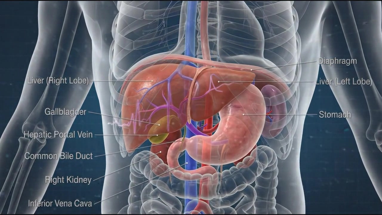 3D human stomach organ render showing outer muscular wall