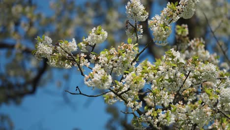 Manzanos-En-Plena-Floración-En-El-Huerto-Del-Monasterio-De-Brevnov-En-Praga