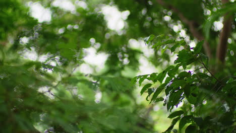 árboles de naturaleza verde en el fondo bokeh