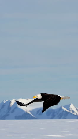 bald eagle in flight over snowy mountains