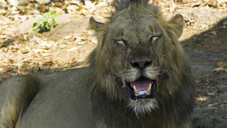 Retrato-De-Un-León-Macho-En-Su-Mejor-Momento