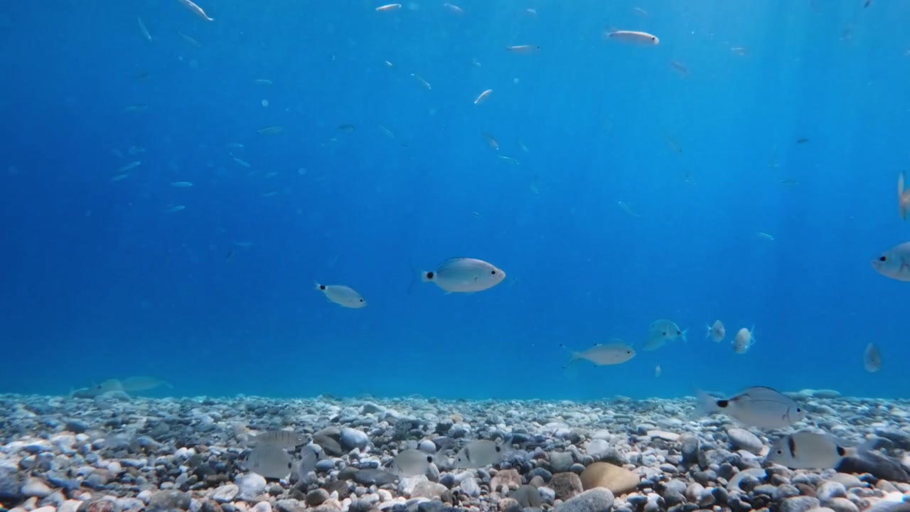 Piccoli pesci che nuotano su un fondale roccioso in acqua blu cristallina
