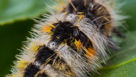 close-up of a fuzzy caterpillar on a green leaf
