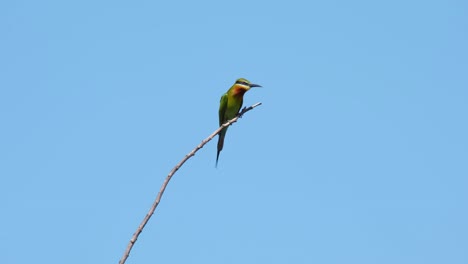 el abejaruco de cola azul merops philippinus visto encima de una ramita bloqueando seriamente una abeja para ser comida, tailandia