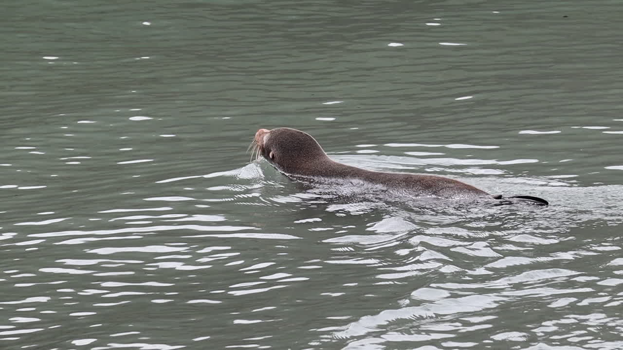 seals león marino ponen y van a nadar retrato de agua en nueva zelanda