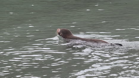 Robben,-Seelöwen,-Die-Liegen-Und-Im-Wasser-Schwimmen-Gehen,-Porträt-In-Neuseeland