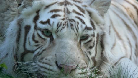 close up of white bengal tiger male resting in the grass