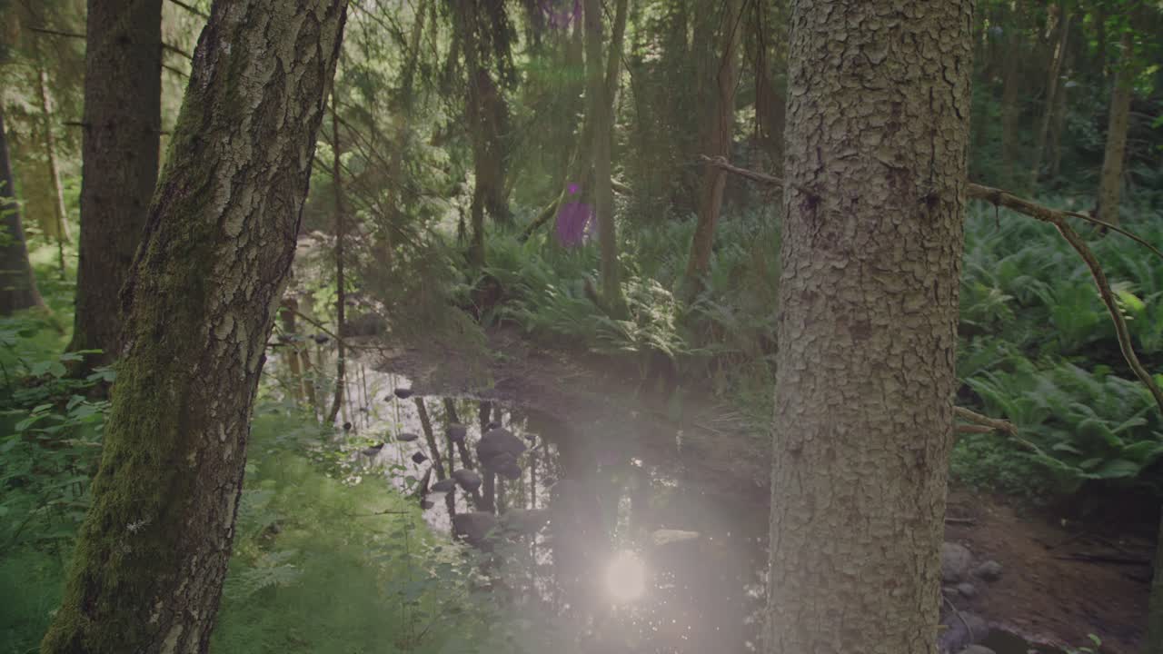 escena del bosque mágico: enfoque de transición de un tronco de árbol a parpadeantes reflejos del sol en un río en un bosque verde vibrante con insectos volando en el aire