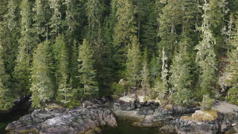 port hardy shores: forested coastline of vancouver island