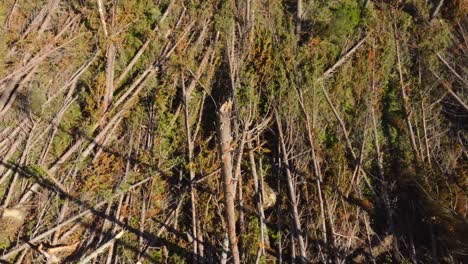 Aerial-view-over-pine-trees-damaged-by-cyclone