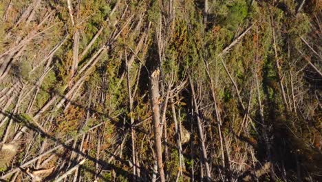 aerial view over pine trees damaged by cyclone