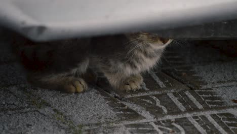 Pequeño-Gato-Plateado-De-Color-Tigre-Escondido-Debajo-Del-Camión-De-La-Caída-De-Nieve-En-Una-Mañana-De-Invierno