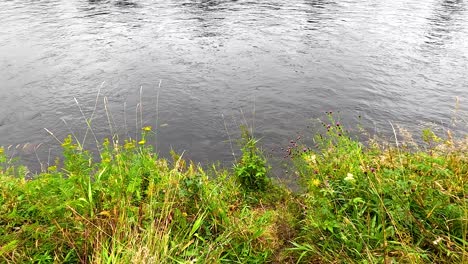 lush greenery by a calm flowing river