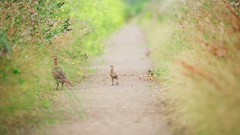 single common pheasant walks on dirt path between tall grass calling out to chicks, telephoto rearview, groenzoom netherlands