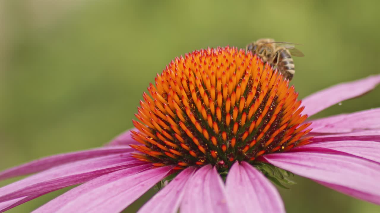 macro de una abeja melífera bebiendo néctar en una flor de cono naranja contra un fondo borroso verde