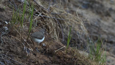 La-Lavandera-Común-Está-Buscando-Comida-En-El-Barro-De-La-Orilla-Del-Río-En-Primavera