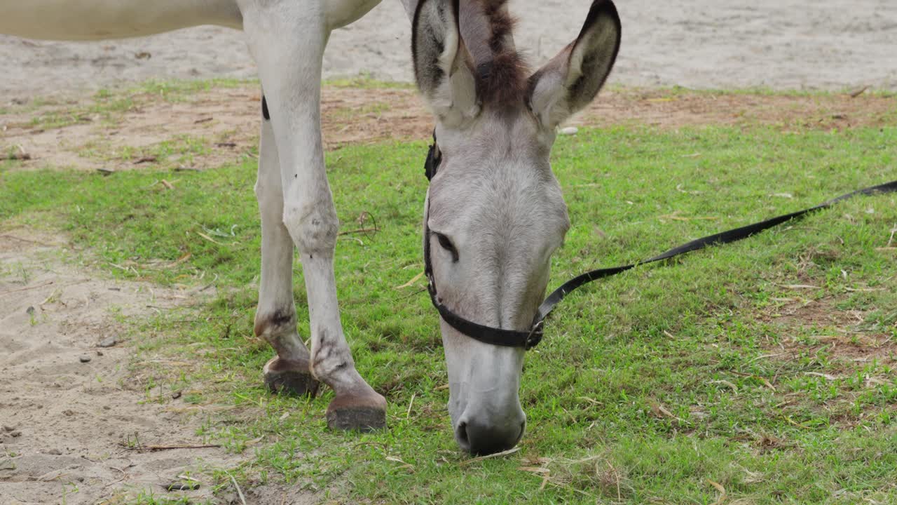 burro atado con cuerda de plomo pastando hierba verde en el campo al aire libre